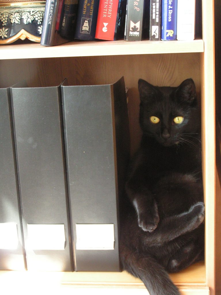 Winston in bookcase